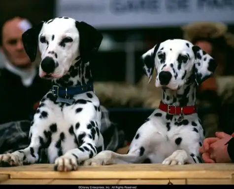 Watch and Download 102 Dalmatians 9