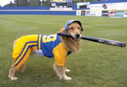 Watch and Download Air Bud: Seventh Inning Fetch 11