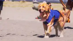 Watch and Download Air Bud: Spikes Back 15