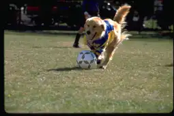 Watch and Download Air Bud: World Pup 12