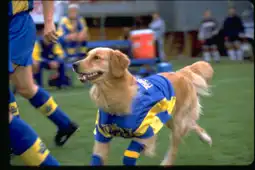 Watch and Download Air Bud: World Pup 13