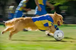 Watch and Download Air Bud: World Pup 8