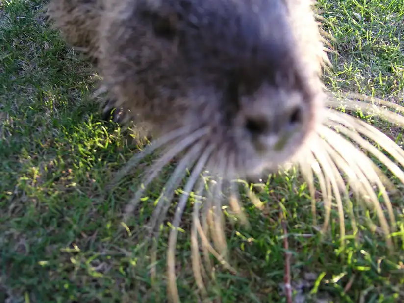 Watch and Download American Nutria 1