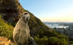 Watch and Download Baboon Bandits: Monkey Alert in South Africa 1