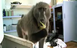 Watch and Download Baboon Bandits: Monkey Alert in South Africa 12