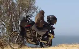 Watch and Download Baboon Bandits: Monkey Alert in South Africa 6