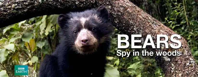 Watch and Download Bears: Spy in the Woods 1