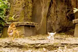 Watch and Download Beverly Hills Chihuahua 13