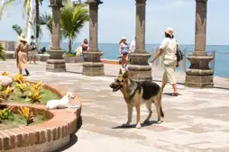 Watch and Download Beverly Hills Chihuahua 14