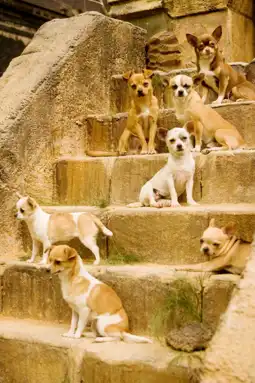 Watch and Download Beverly Hills Chihuahua 15