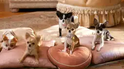 Watch and Download Beverly Hills Chihuahua 2 1