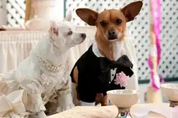 Watch and Download Beverly Hills Chihuahua 2 10