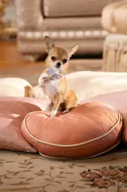 Watch and Download Beverly Hills Chihuahua 2 11