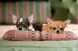 Watch and Download Beverly Hills Chihuahua 2 12