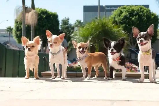 Watch and Download Beverly Hills Chihuahua 2 16