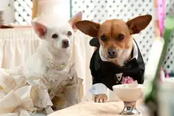 Watch and Download Beverly Hills Chihuahua 2 4