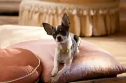 Watch and Download Beverly Hills Chihuahua 2 5