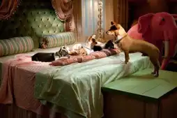 Watch and Download Beverly Hills Chihuahua 2 8