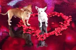 Watch and Download Beverly Hills Chihuahua 2 9