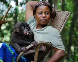 Watch and Download Bonobos: Back to the Wild 3