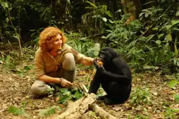 Watch and Download Bonobos: Back to the Wild 5