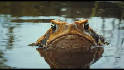 Watch and Download Cane Toads: The Conquest 1