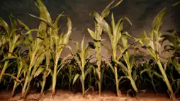 Watch and Download Children of the Corn: Revelation 1