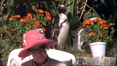 Watch and Download City Slickers: A tale of two African penguins 1