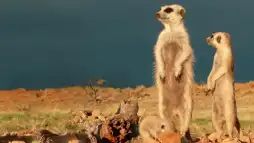 Watch and Download Clan of the Meerkat 2