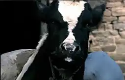 Watch and Download Cow 3