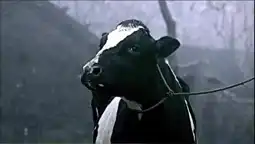 Watch and Download Cow 5