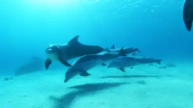 Watch and Download Dolphins in the Deep Blue Ocean 1