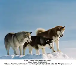 Watch and Download Eight Below 12