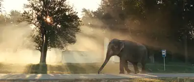 Watch and Download Elephant 7