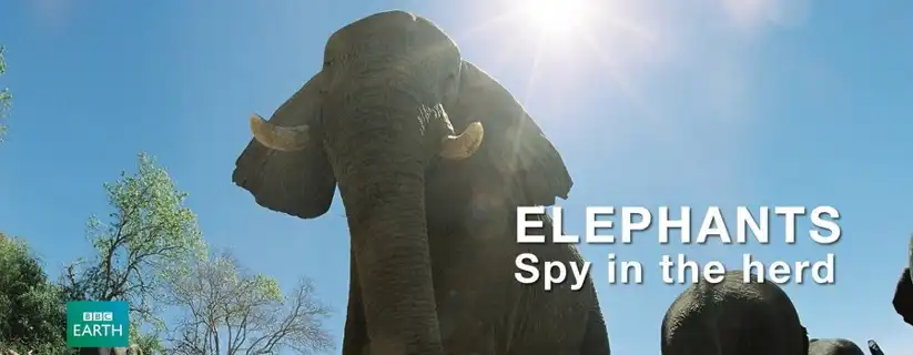 Watch and Download Elephants: Spy in the Herd 1