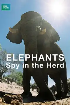 Watch and Download Elephants: Spy in the Herd