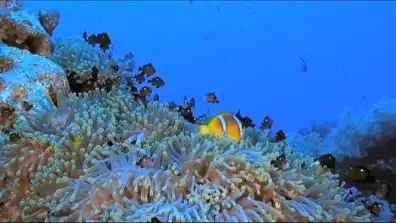 Watch and Download Fascination Coral Reef 1