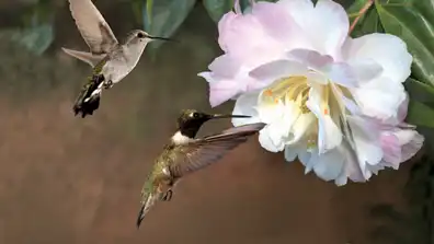 Watch and Download First Flight: A Mother Hummingbird's Story 1