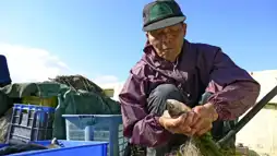 Watch and Download Fish! A Japanese Obsession 1