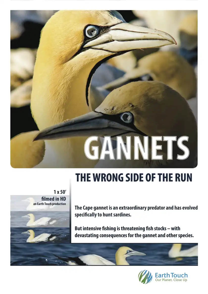 Watch and Download Gannets: The Wrong Side of the Run 4