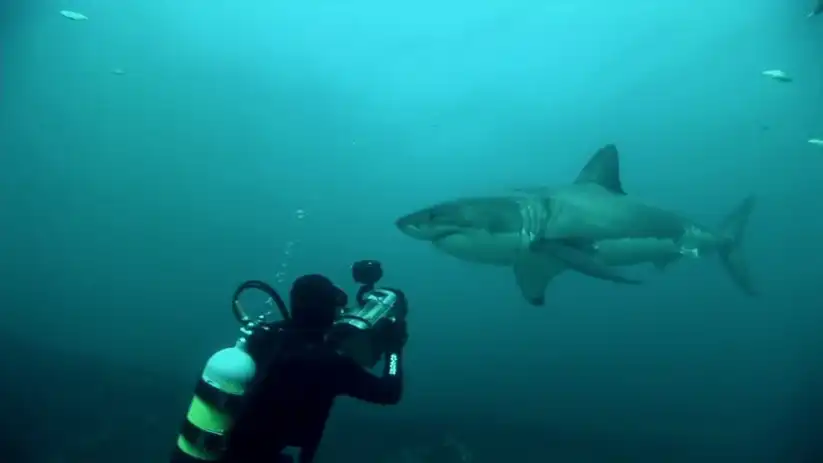 Watch and Download Great White Shark: A Living Legend 1