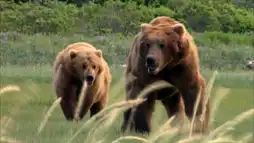 Watch and Download Grizzly Man 11