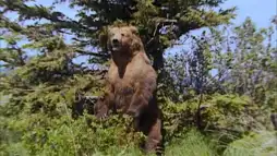 Watch and Download Grizzly Man 6