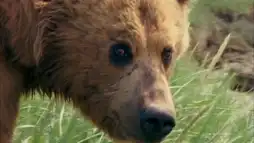 Watch and Download Grizzly Man 9