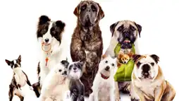 Watch and Download Hotel for Dogs 3