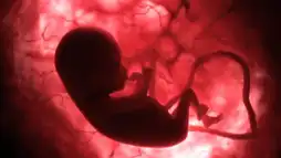 Watch and Download In The Womb 1