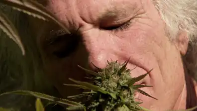 Watch and Download Inside: Medical Marijuana 1