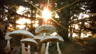 Watch and Download Know Your Mushrooms 1