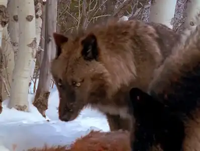 Watch and Download Living with Wolves 13