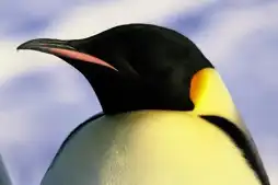 Watch and Download March of the Penguins 10